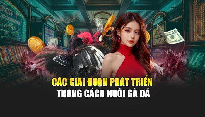 Các giai đoạn phát triển trong cách nuôi gà đá