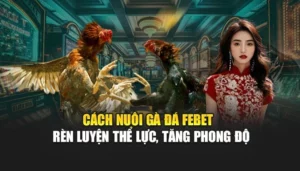 Cách Nuôi Gà Đá FEBET – Rèn Luyện Thể Lực, Tăng Phong Độ