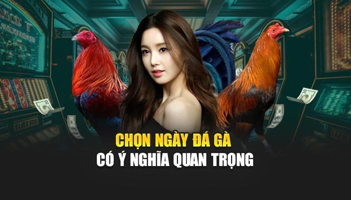 Chọn ngày đá gà có ý nghĩa quan trọng