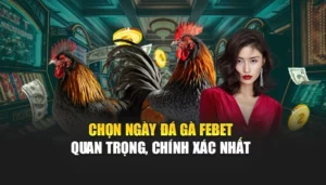 Chọn Ngày Đá Gà FEBET - Quan Trọng, Chính Xác Nhất 