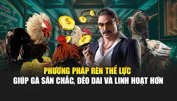 Phương pháp rèn thể lực giúp gà săn chắc, dẻo dai và linh hoạt hơn 