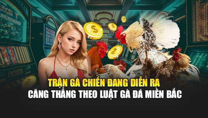 Luật Gà Đá Miền Bắc - Bí Kíp Chiến Thắng Từ Dân Chơi FEBET 1 Trận gà chiến đang diễn ra căng thẳng theo luật gà đá miền Bắc